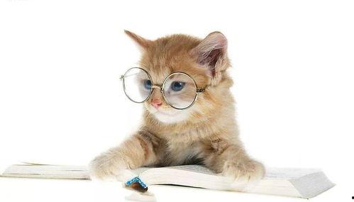 娱乐吃瓜君猫猫子