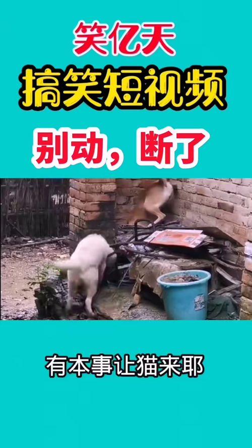 搞笑最新爆料视频大全