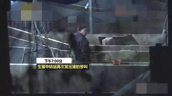 猪灌泥浆爆料视频大全,揭秘背后惊人真相