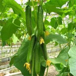 紫酱娱乐吃瓜,揭秘娱乐圈最新吃瓜事件,带你领略明星幕后故事