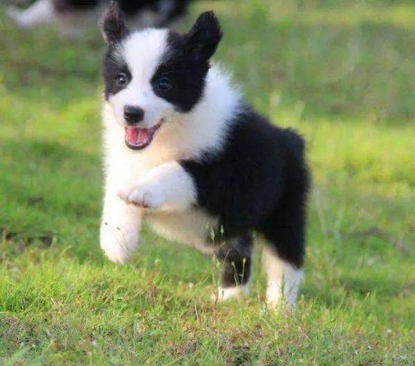 娱乐吃瓜酱牧羊犬,揭秘牧羊犬背后的故事