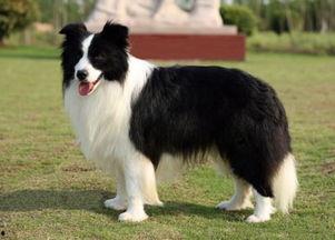 娱乐吃瓜酱牧羊犬,揭秘牧羊犬背后的故事