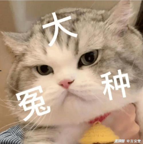 娱乐吃瓜君五条喵
